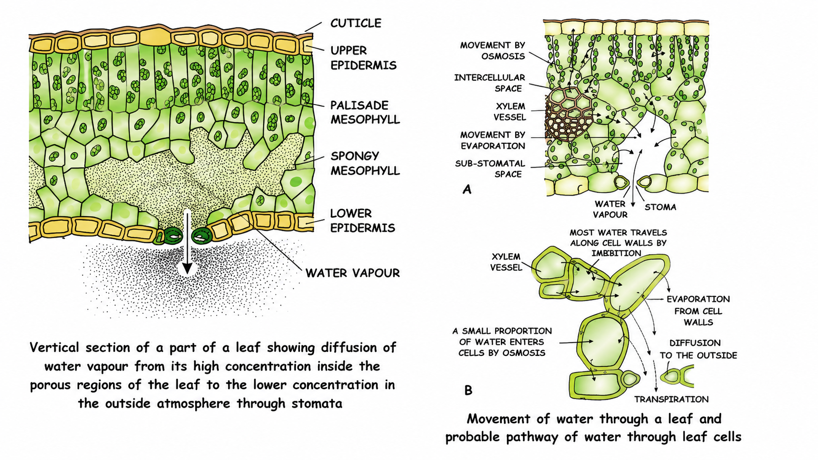 Fig. 5.5: Vertical section of a leaf showing the mechanism of stomatal transpiration